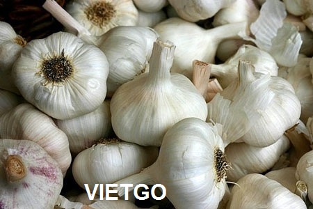 tỏi việt nam
